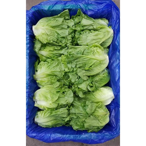 唐生菜（大利）
